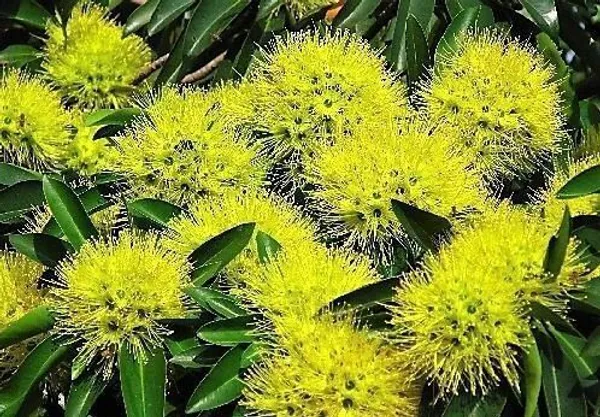 ZZ_Plant_(Hybrid,_Pack_of_1)