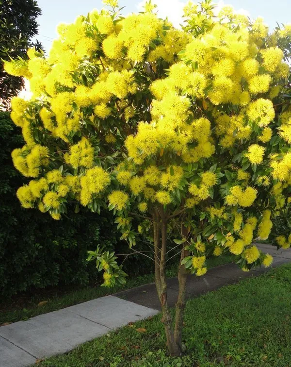 ZZ_Plant_(Hybrid,_Pack_of_1)