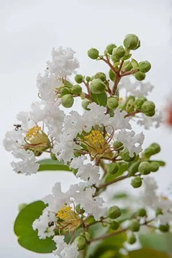 Jasmine_Plant_(Hybrid,_Pack_of_1)