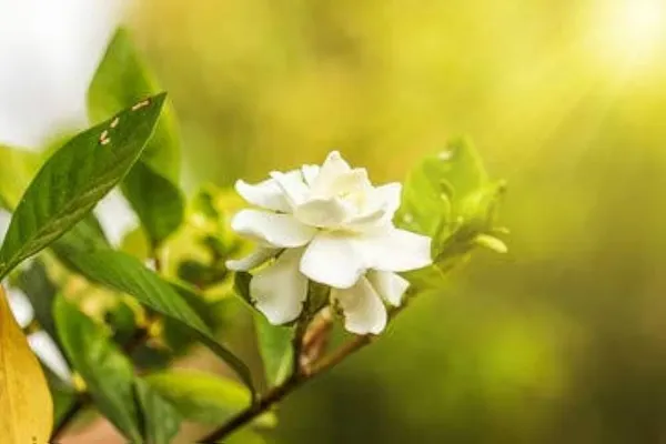 Jasmine_Plant_(Hybrid,_Pack_of_1)