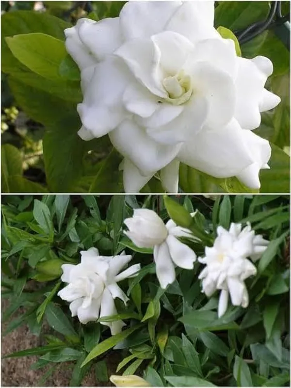 Jasmine_Plant_(Hybrid,_Pack_of_1)