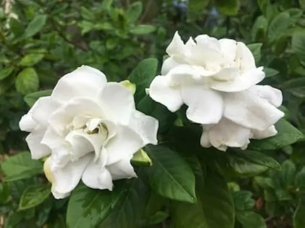Jasmine_Plant_(Hybrid,_Pack_of_1)