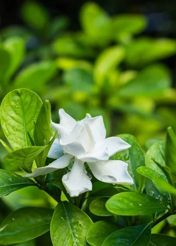 Jasmine_Plant_(Hybrid,_Pack_of_1)