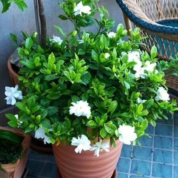 Jasmine_Plant_(Hybrid,_Pack_of_1)