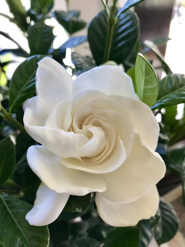 Jasmine_Plant_(Hybrid,_Pack_of_1)