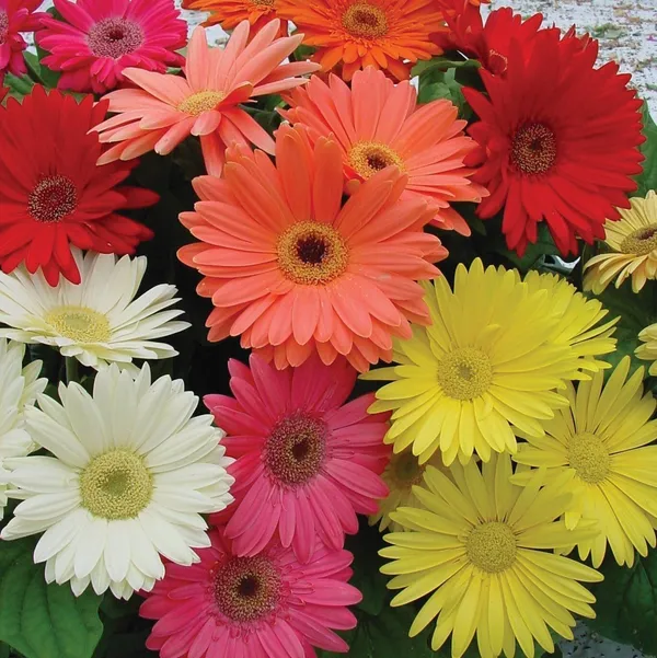 Gerbera_Plant_(Hybrid,_Pack_of_1)