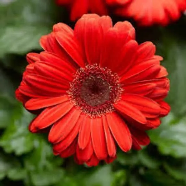 Gerbera_Plant_(Hybrid,_Pack_of_1)