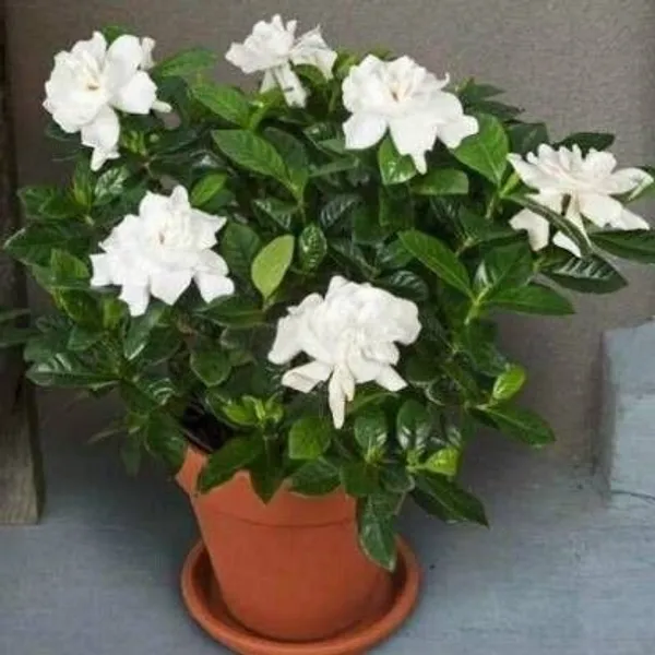 Jasmine_Plant_(Hybrid,_Pack_of_1)