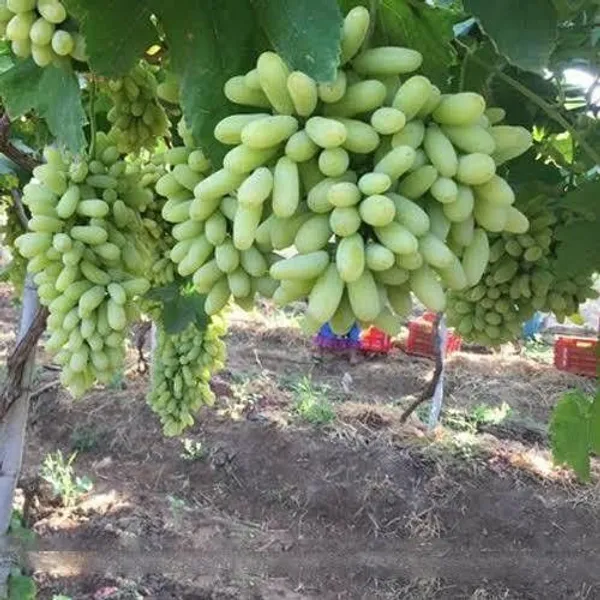 Grapes_Plant_(Hybrid,_Pack_of_1)