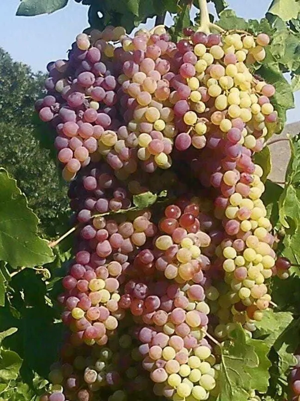 Grapes_Plant_(Hybrid,_Pack_of_1)