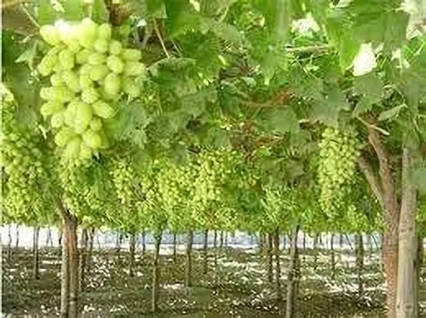 Grapes_Plant_(Hybrid,_Pack_of_1)