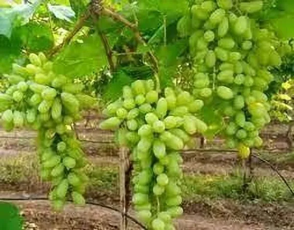 Grapes_Plant_(Hybrid,_Pack_of_1)