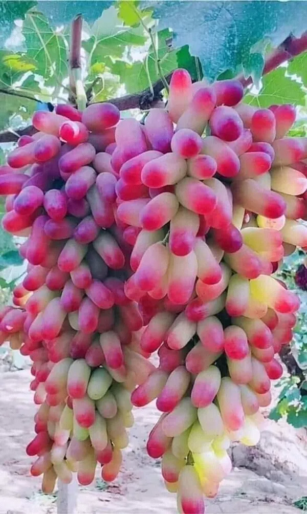 Grapes_Plant_(Hybrid,_Pack_of_1)