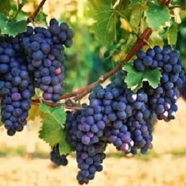 Grapes_Plant_(Hybrid,_Pack_of_1)