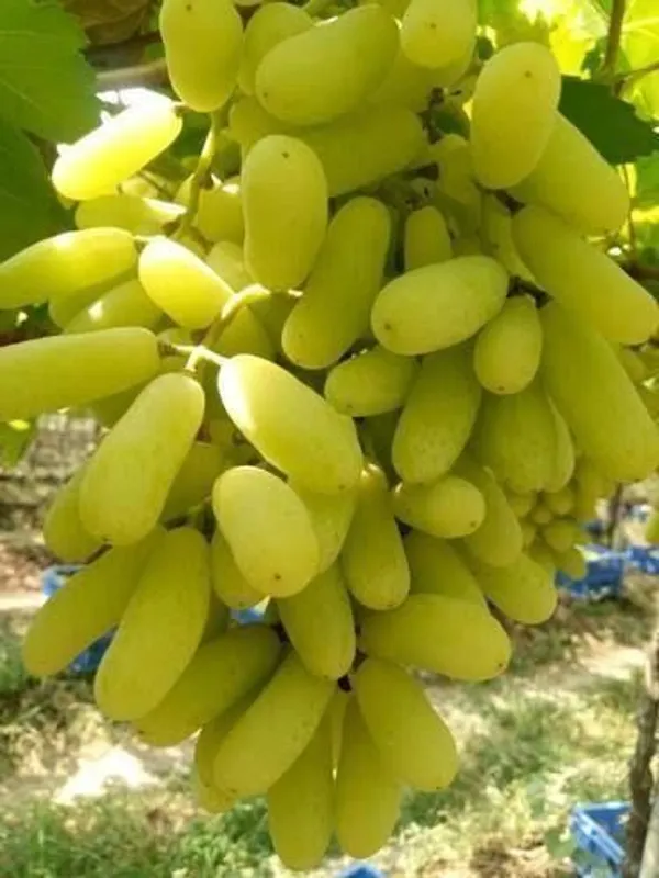 Grapes_Plant_(Hybrid,_Pack_of_1)