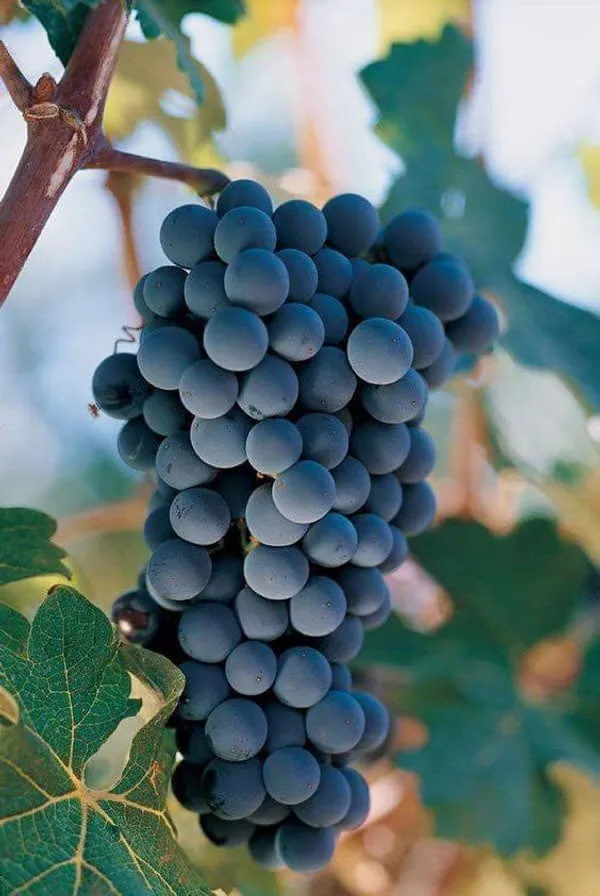Grapes_Plant_(Hybrid,_Pack_of_1)