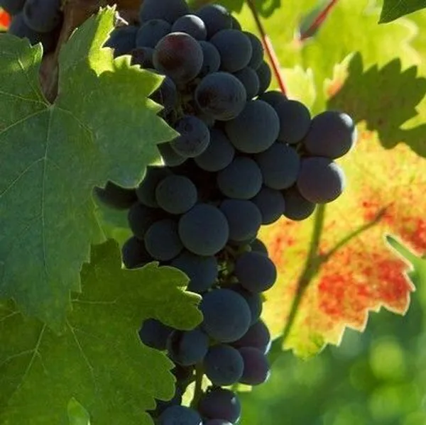 Grapes_Plant_(Hybrid,_Pack_of_1)