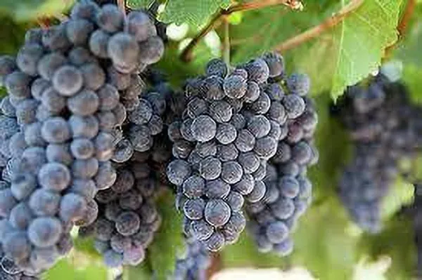 Grapes_Plant_(Hybrid,_Pack_of_1)