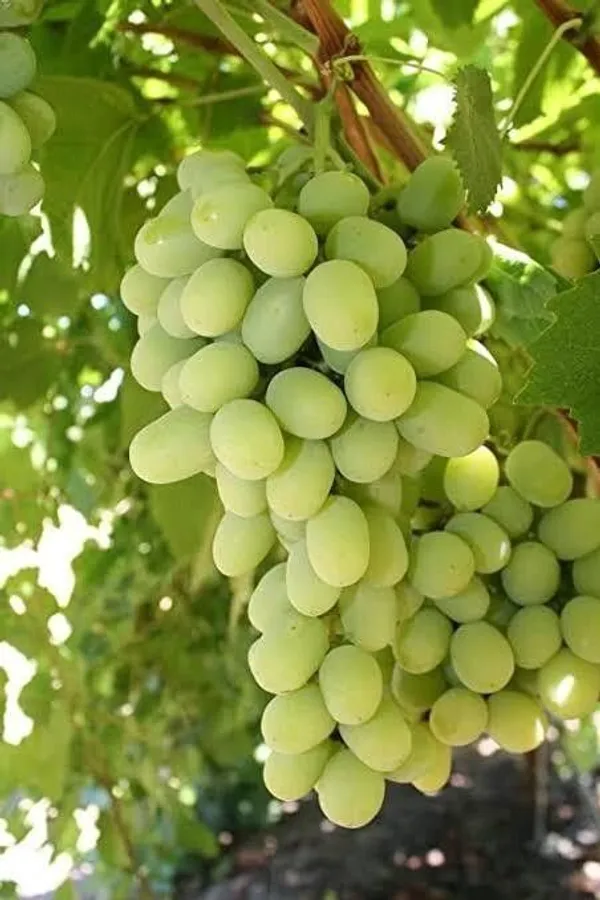 Grapes_Plant_(Hybrid,_Pack_of_1)