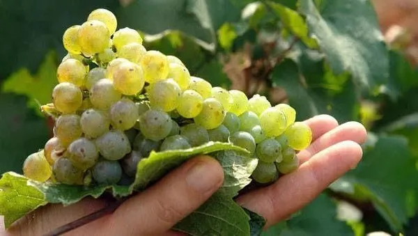 Grapes_Plant_(Hybrid,_Pack_of_1)