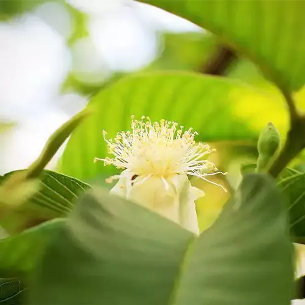 Guava_Plant_(Hybrid,_Pack_of_1)