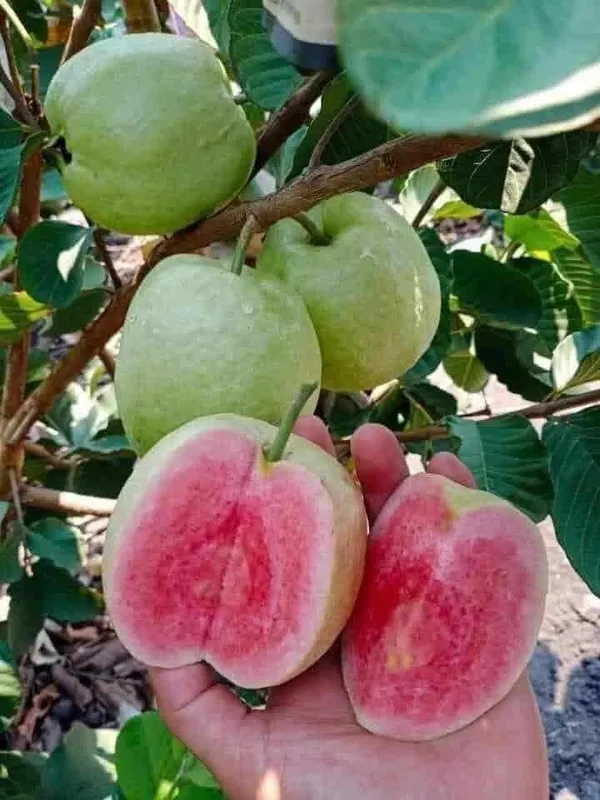 Guava_Plant_(Hybrid,_Pack_of_1)