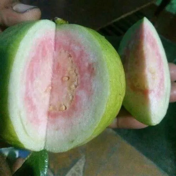 Guava_Plant_(Hybrid,_Pack_of_1)
