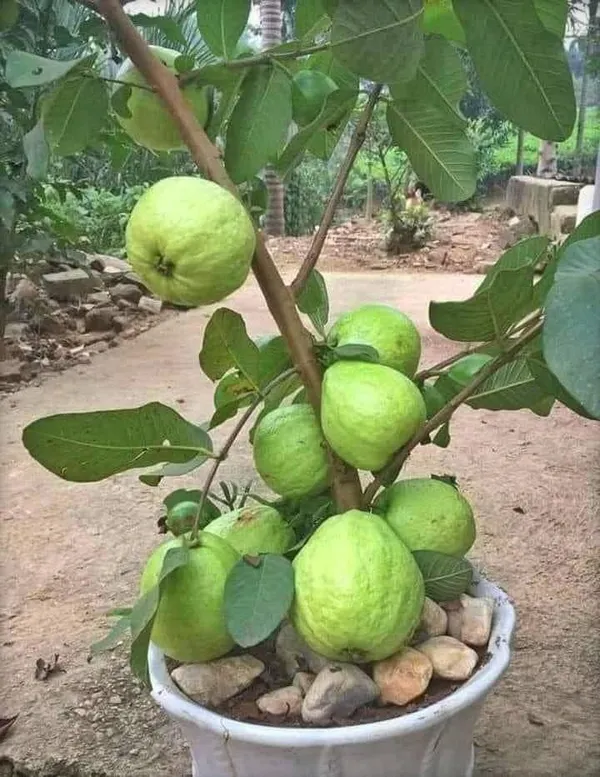 Guava_Plant_(Hybrid,_Pack_of_1)