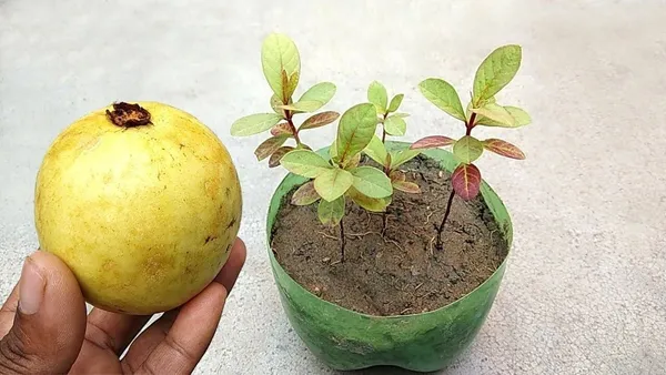 Guava_Plant_(Hybrid,_Pack_of_1)