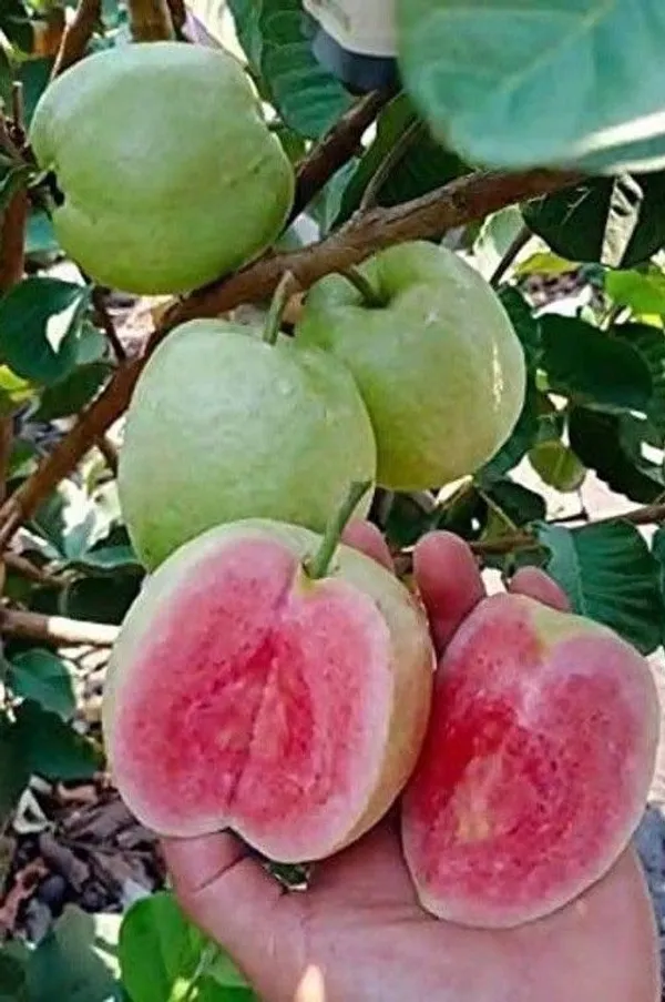 Guava_Plant_(Hybrid,_Pack_of_1)