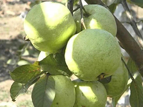 Guava_Plant_(Hybrid,_Pack_of_1)