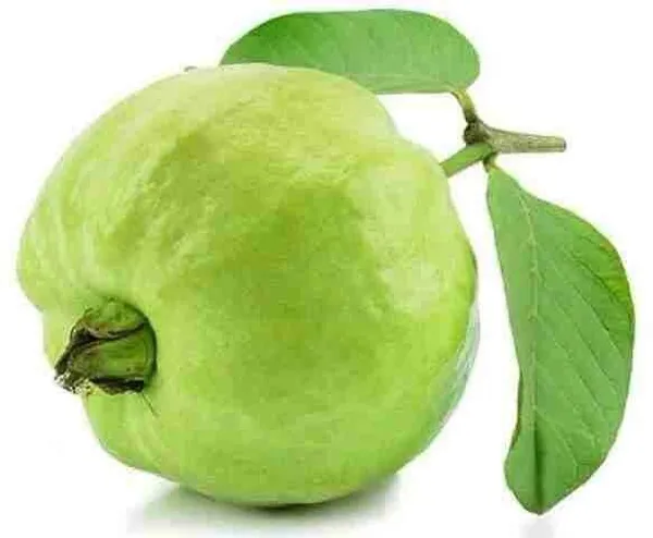 Guava_Plant_(Hybrid,_Pack_of_1)