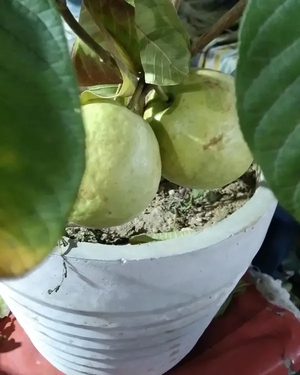 Guava_Plant_(Hybrid,_Pack_of_1)