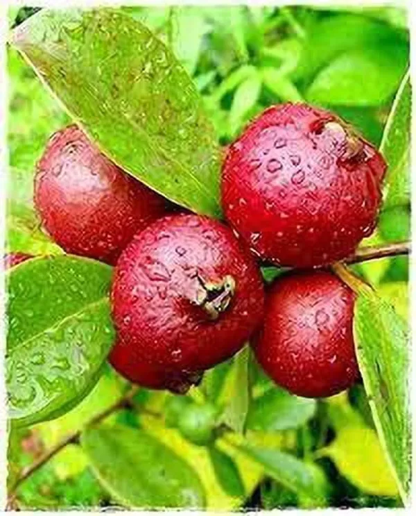 Guava_Plant_(Hybrid,_Pack_of_1)