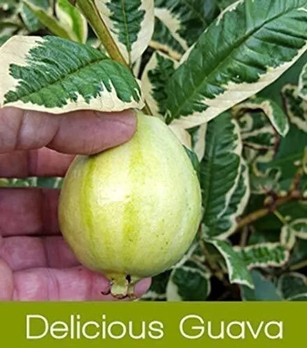 Guava_Plant_(Hybrid,_Pack_of_1)
