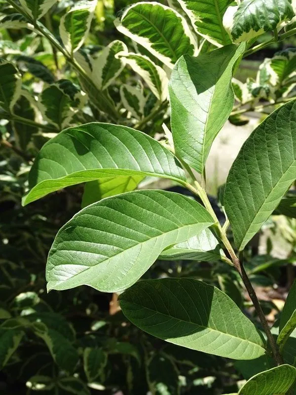 Guava_Plant_(Hybrid,_Pack_of_1)