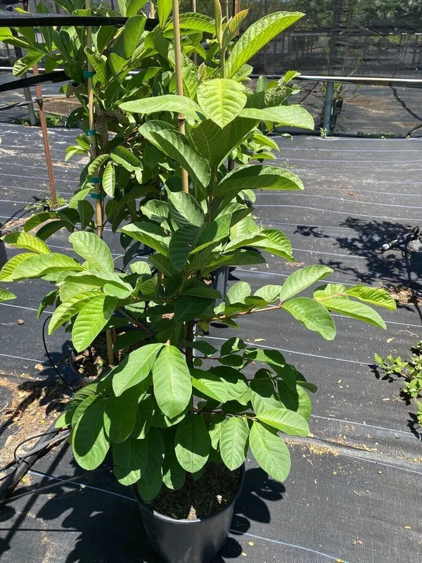 Guava_Plant_(Hybrid,_Pack_of_1)