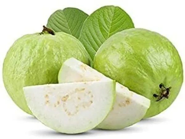Guava_Plant_(Hybrid,_Pack_of_1)