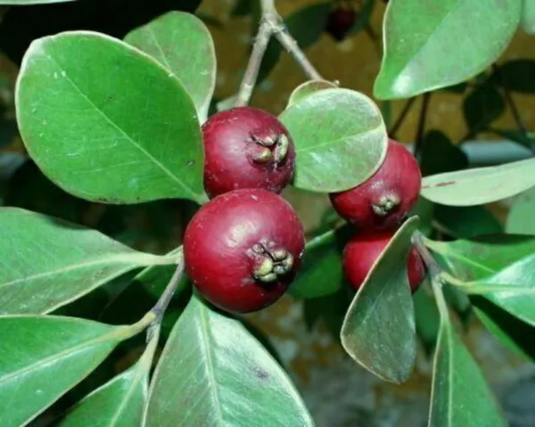 Guava_Plant_(Hybrid,_Pack_of_1)
