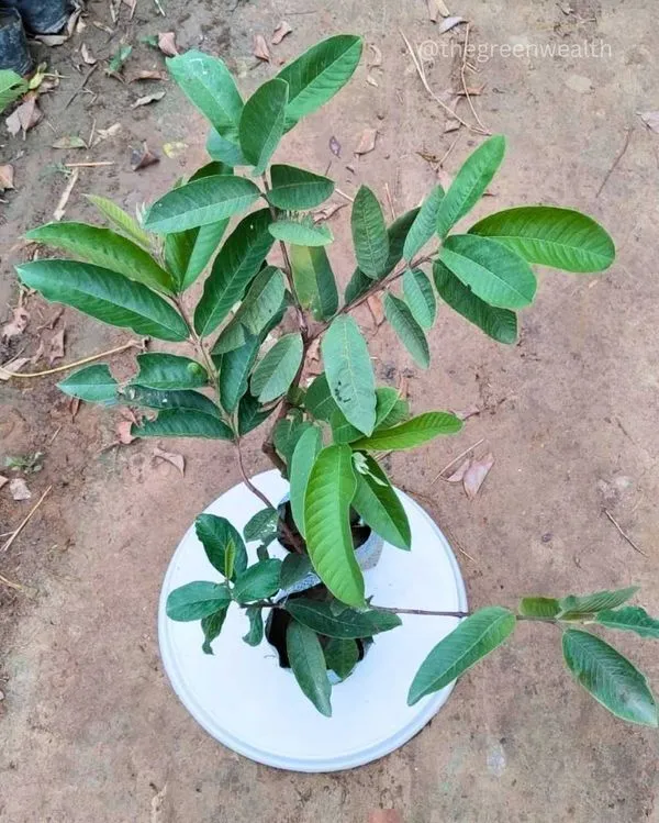 Guava_Plant_(Hybrid,_Pack_of_1)