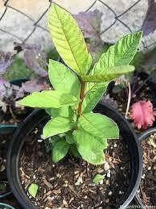 Guava_Plant_(Hybrid,_Pack_of_1)