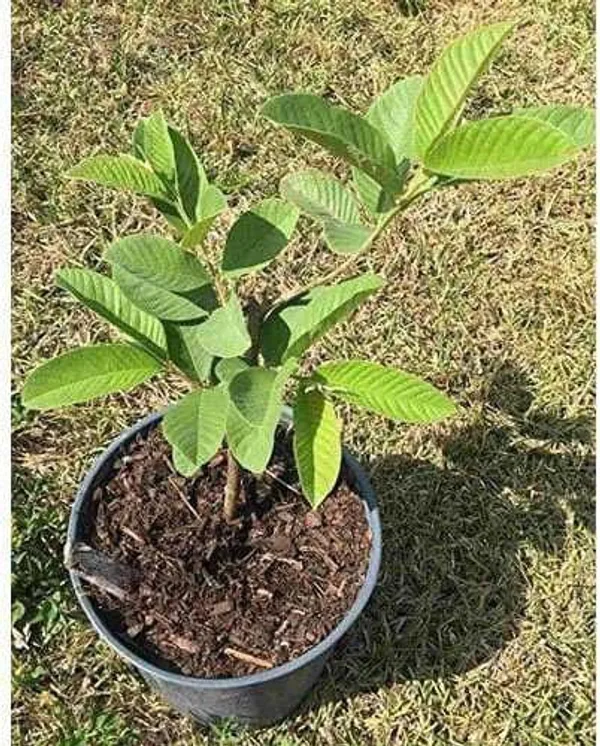 Guava_Plant_(Hybrid,_Pack_of_1)