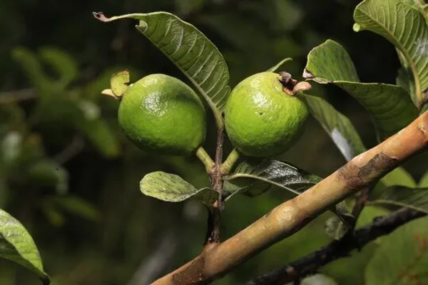 Guava_Plant_(Hybrid,_Pack_of_1)
