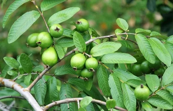 Guava_Plant_(Hybrid,_Pack_of_1)