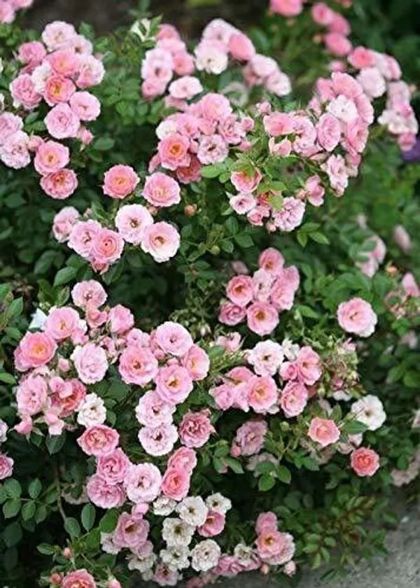 Rose_Plant_(Hybrid,_Pack_of_1)