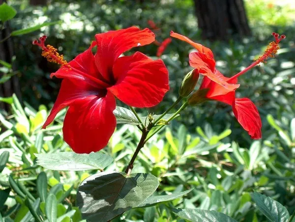 Hibiscus_Plant_(Hybrid,_Pack_of_1)