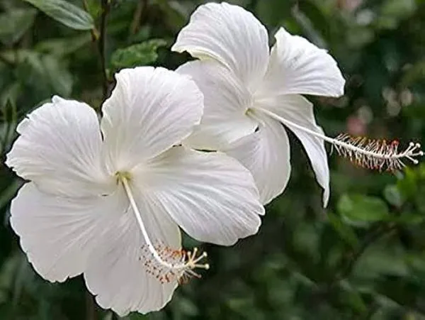 Hibiscus_Plant_(Hybrid,_Pack_of_1)
