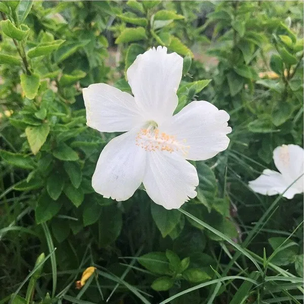 Hibiscus_Plant_(Hybrid,_Pack_of_1)