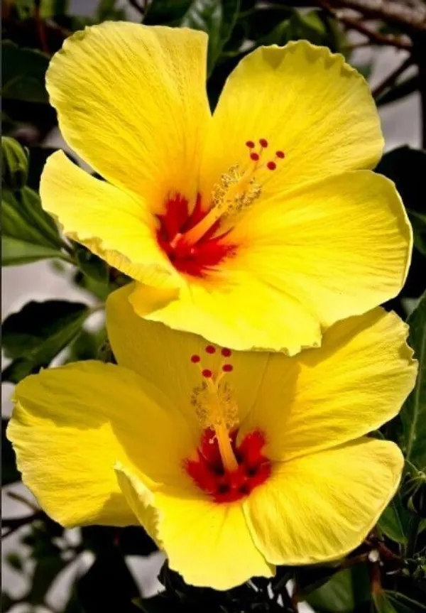 Hibiscus_Plant_(Hybrid,_Pack_of_1)
