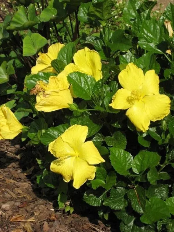 Hibiscus_Plant_(Hybrid,_Pack_of_1)